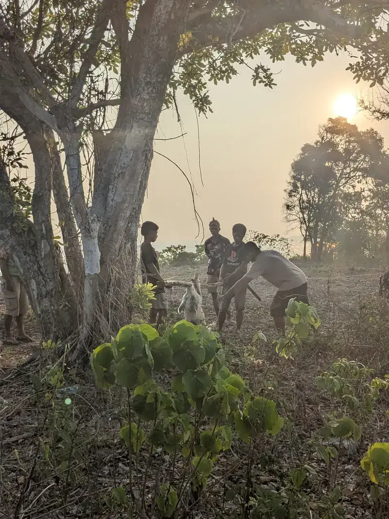 Fumée sous un arbre du terrain en fin d’après-midi