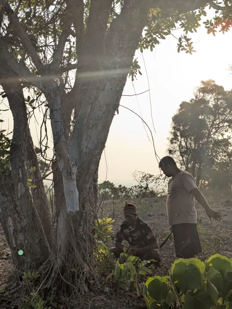 Au pied de l’arbre de la cérémonie, au coucher du soleil