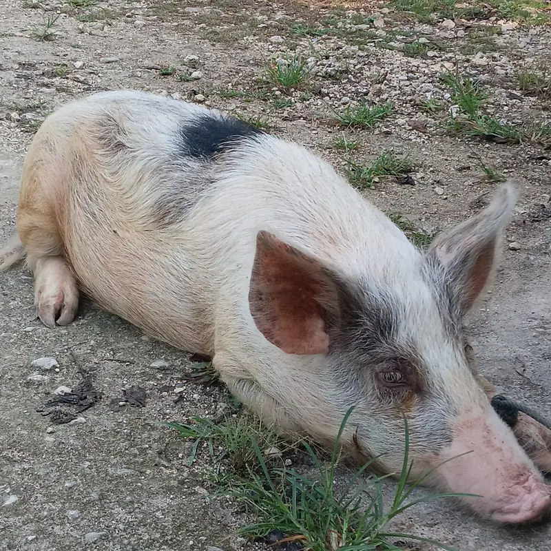 Le cochon, une race de Sumba, couché sur le terrain