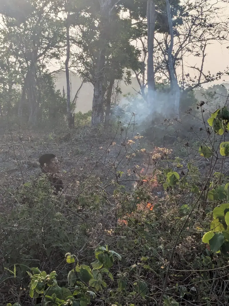 La fumée du feu de la cérémonie entre les arbres