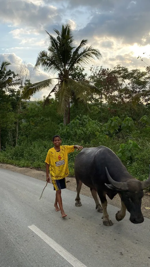 Boy with buffalo on rural Sumba road