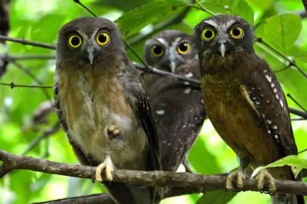 Sumba Boobook Owls