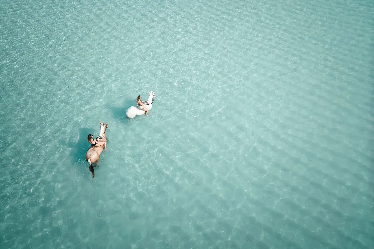 Wild horses on a Sumba beach