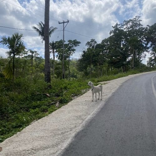White goat standing beside a rural road surrounded by tropical trees in Sumba, Indonesia.